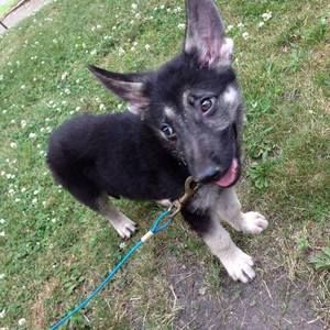 Meet your Posher, Irene